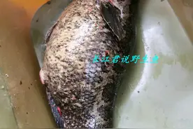 一肚子鱼籽？广东钓鱼人钓起大黑鱼，鱼肚高高鼓起，网友：吃撑了图片