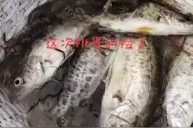 重庆汉丰湖调节坝关闸后，鱼群搁浅石缝里，上演抢鱼大战图片
