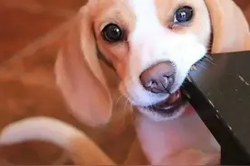 咬你的是澳洲食人鳄，和我比格有什么关系图片