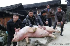 杀年猪、贴对联、放鞭炮，记忆中的年味，你的家乡还剩多少了？图片
