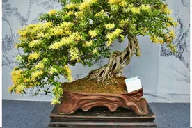 盆景不用买，3种漂亮花，插个枝就活，一年变成小盆景图片