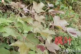还有几天就过清明了，这几种颜色糯米饭是南方人的最爱，童年记忆图片