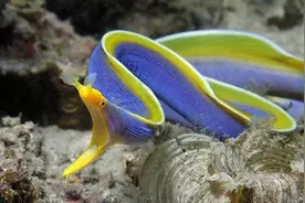 看似奇怪却真实存在的生物图片