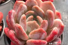 天气依旧炎热，太阳直射的阳台多肉要怎么养？当然是遮阴防晒伤了图片