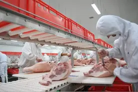 大反转来了？大批美国猪肉涌进中国冻库，数百家肉企获得出口许可图片