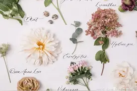 花材种类千千万，快来给它们安个家图片