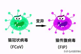 比猫传腹更可怕的是：误诊猫传腹图片