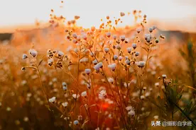 把日常生活拍成大片？4个摄影技巧简单实用，帮你记录生活的美！图片