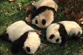 中国最友好动物基地！成都熊猫国际旅游度假区明年5月开放图片