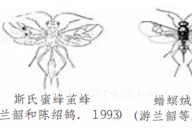 巧用寄生蜂防控中蜂巢虫图片