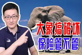 大象若是在市区里搞破坏，保险能赔吗？造成人身伤害保险管吗？图片