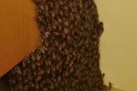 “密集恐惧”慎入！女子白天出门忘记关窗，晚上回家一看尖叫连连，吓得急报警图片