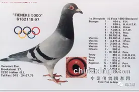 大铭鸽—芬尼卡5000图片