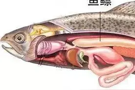 教你做一个钓鱼高手图片