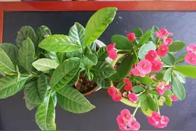 小花虽美不知谁衬托了谁？图片