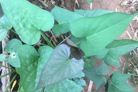 农村最常吃的青菜，减肥多吃不长胖，纤维素含量高，防便秘又防癌图片