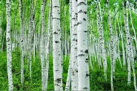 俄罗斯进口木材种类特征（三）——桦木图片