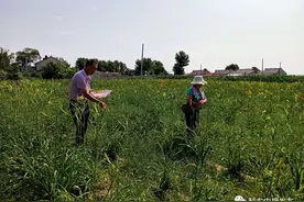 【扶贫印记——一村一故事】小黄花托起脱贫致富路图片