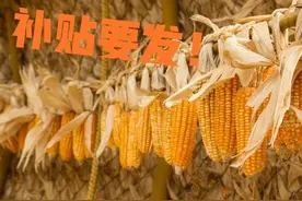 东北粮补即将下发！黑龙江玉米每垧涨450元，内蒙玉米补贴最高图片