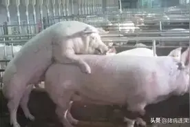 来自一位资深养猪户的公猪调教操作分享图片
