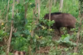 逮什么吃什么，九江一村野猪频频出没，把庄稼地当“食堂”图片