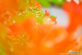 凌霄花开，奏响夏日狂想曲图片