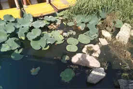 保定一公园湖中死鱼成片臭味难闻，相关部门回复图片