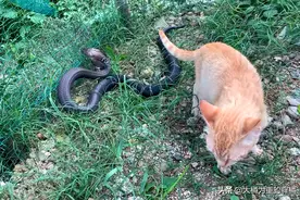 橘猫偶遇眼镜蛇？一猫一蛇关一起，多次逃跑失败，女子却说在救猫图片