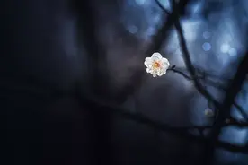 仓央嘉措：陌上花，相思扣（太美了）图片