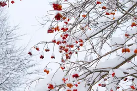 冬不藏精，春必病温，今日大雪，推荐清炖鸡汤图片