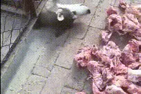 爆笑动图GIF：问君能有几多愁，恰是笼子卡狗头图片