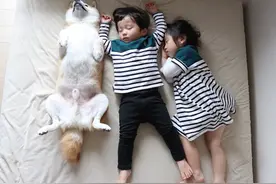 超萌，日本一只柴犬喜欢陪两个小主人睡觉，各种睡姿太温馨了图片