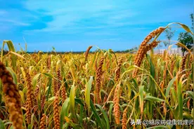 大麦是一种什么样的食物？糖尿病人吃大麦利弊有哪些？附8种吃法图片