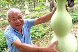 6旬大叔别出心裁种5亩葫芦，巧手制作工艺品，年赚6万成“网红”图片