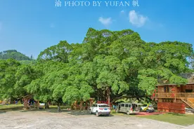 广西第一树：树龄超1450年，十人才能合围，被侗族同胞奉为神树图片