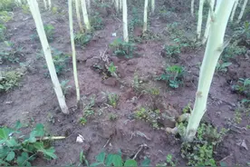 油菜地里套种花生，合理利用空间优势既节能又增产，接茬口很重要图片