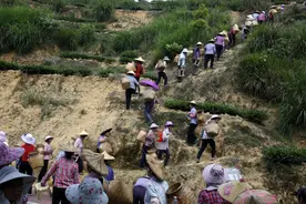 140名女工进山采茶每天100元，称疫情下有这样收入，很知足图片