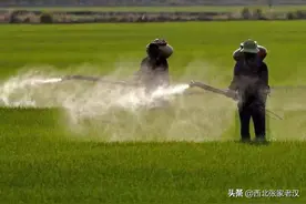 为什么国际癌症研究机构倡议各国禁止使用草甘膦？图片