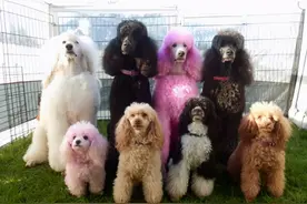 泰迪犬的标准体重是多少？看看你家的是胖还是瘦图片