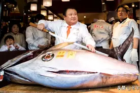 蓝鳍金枪鱼有多好吃？看日本的吃相就明白了图片