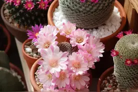 10种花怕“积水”，养不好，90%是浇水太多，别忽视图片