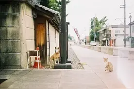 “巷子里的猫热爱自由，不问归宿”图片