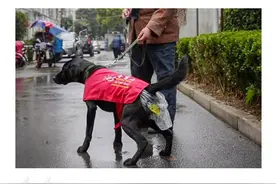 “毒死导盲犬！”上海发生的这一幕，揭露了人性最丑陋的恶意图片