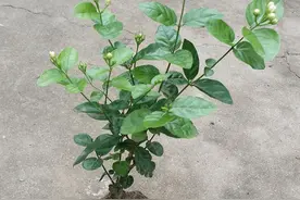 茉莉花开花香性价比高，找个通风好的环境，今年夏天开花停不下图片