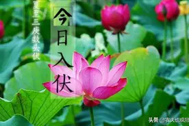 今日入伏，“收秋不收秋，先看五月二十六”啥意思？古人经验之谈图片