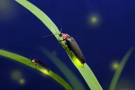 物种消失，从童年的萤火虫开始图片
