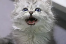 萌宠小猫咪  银白高地弟弟图片