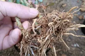 月季扦插并不难，掐根枝条埋盆里，一埋一浇，花开到爆盆图片
