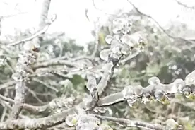 受冷空气影响，南宁大明山出现雾凇，冰雪世界美不胜收视频封面