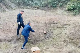 武当山：果子狸野鸡“串门子” 热心居民助放生图片